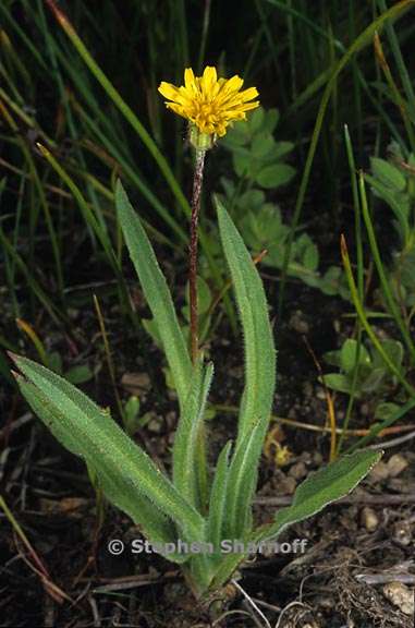 agoseris heterophylla var cryptopleura 2 graphic